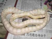 寂墓(沭阳)商贸有限公司
